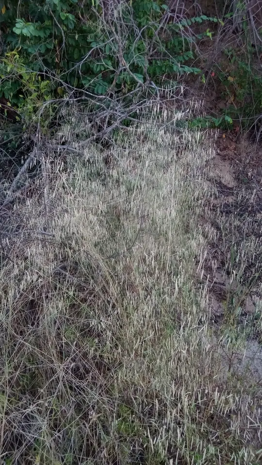 Slimflower Lovegrass (Eragrostis gangetica)