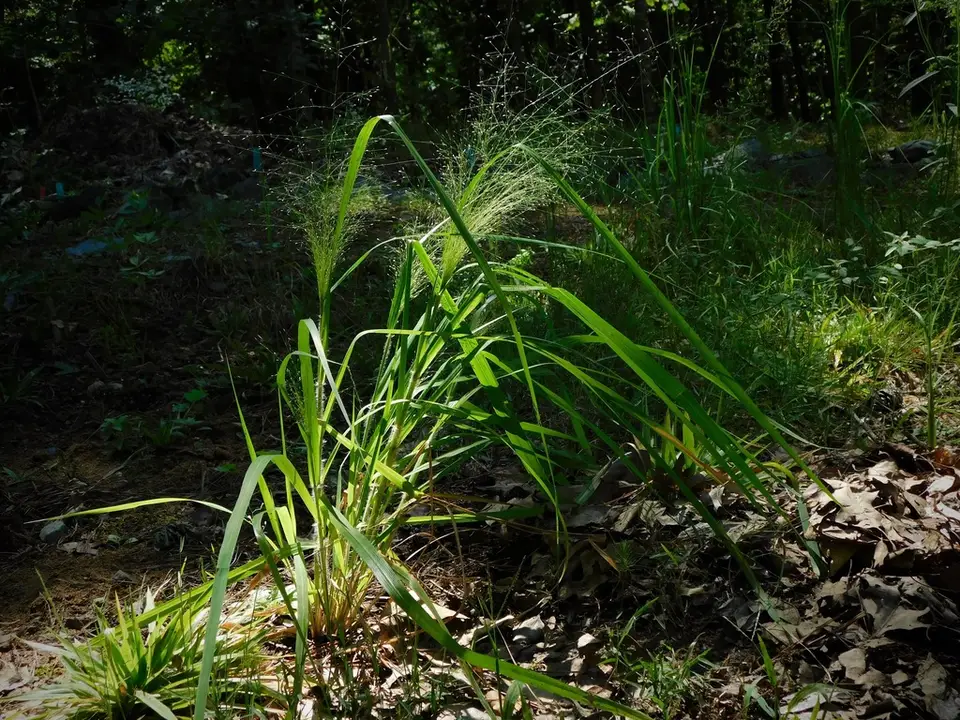 Bigtop Lovegrass (Eragrostis hirsuta)