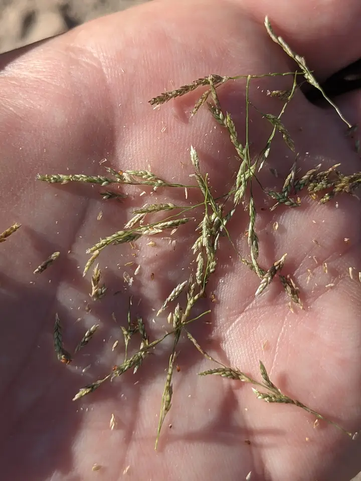 Teal Lovegrass (Eragrostis hypnoides)
