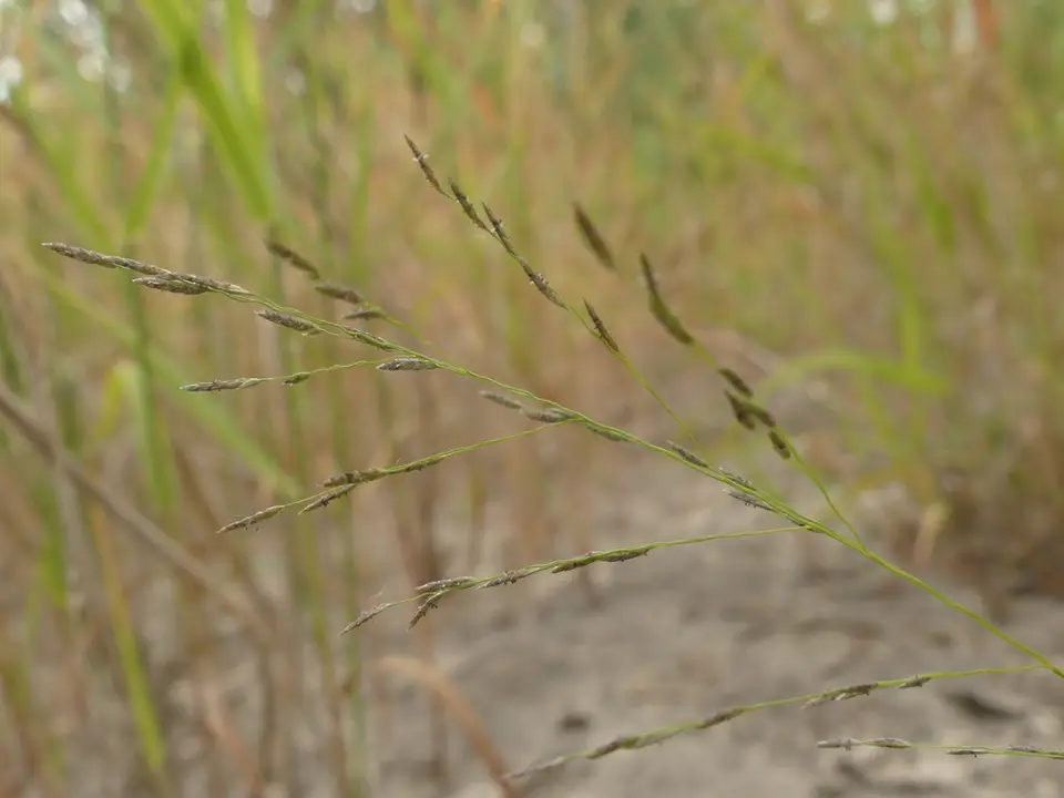 Carolina Lovegrass (Eragrostis pectinacea)