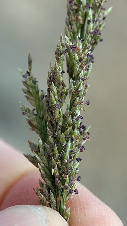 Eragrostis prolifera (Eragrostis prolifera)