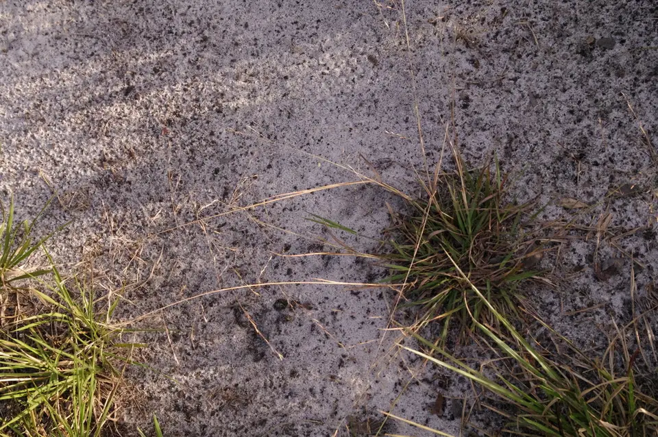 Coastal Lovegrass (Eragrostis refracta)
