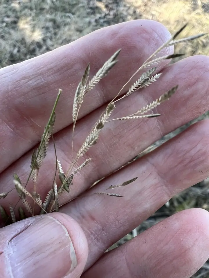 Eragrostis scaligera (Eragrostis scaligera)