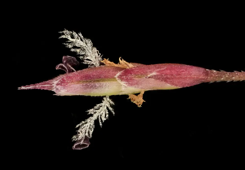 Purple Lovegrass (Eragrostis spectabilis)