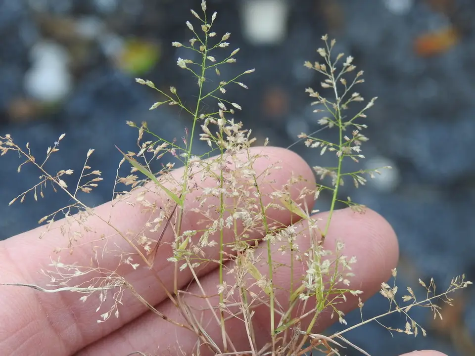 Feather Lovegrass (Eragrostis tenella)