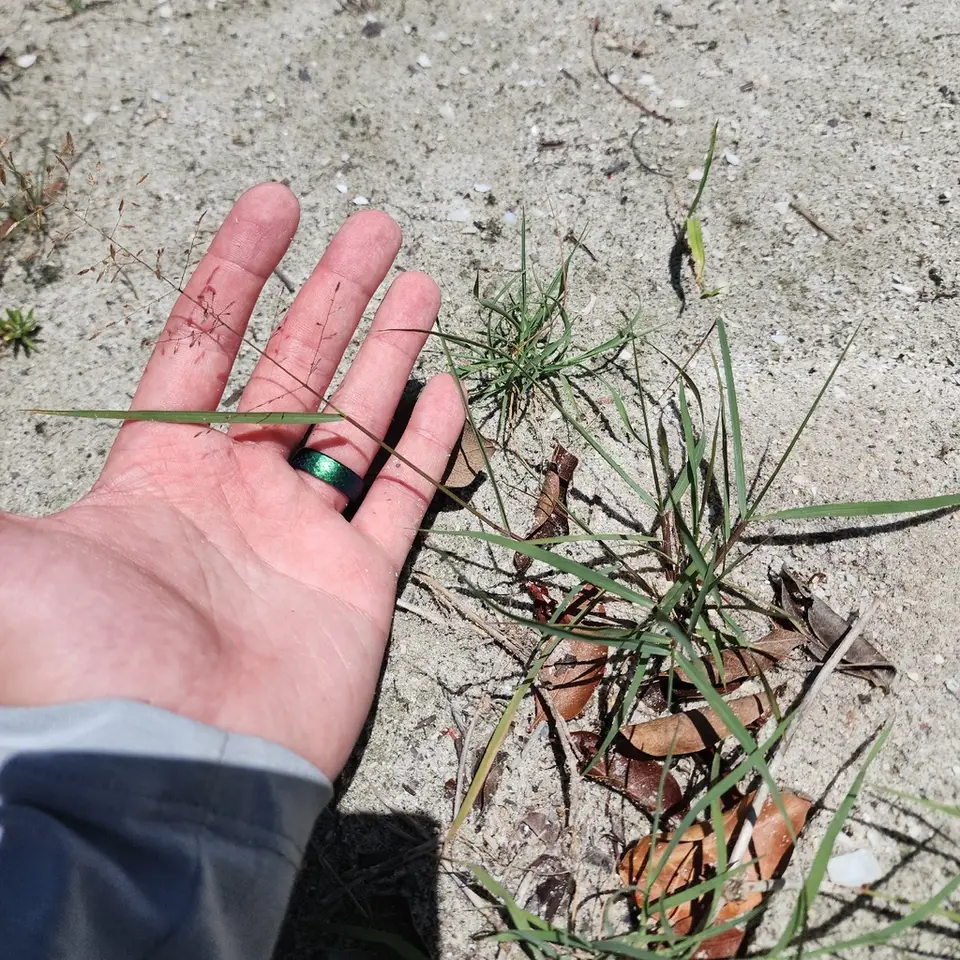 Sanibel Island Lovegrass (Eragrostis tracyi)