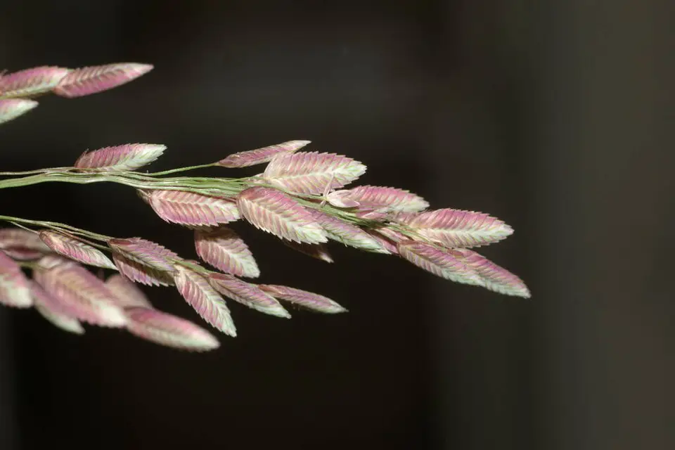Chinese Lovegrass (Eragrostis unioloides)