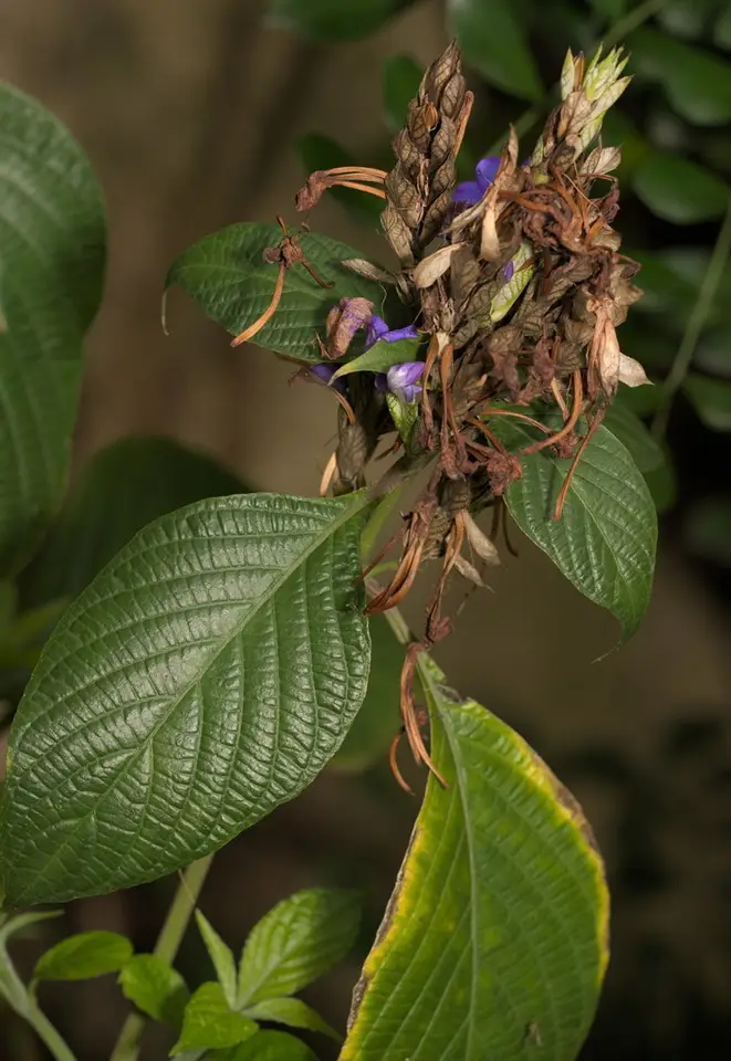 Blue Eranthemum (Eranthemum pulchellum)