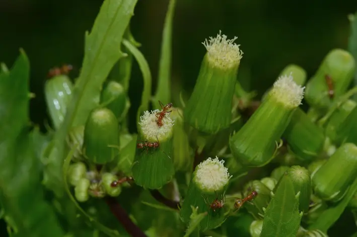 American Burnweed (Erechtites hieraciifolius)