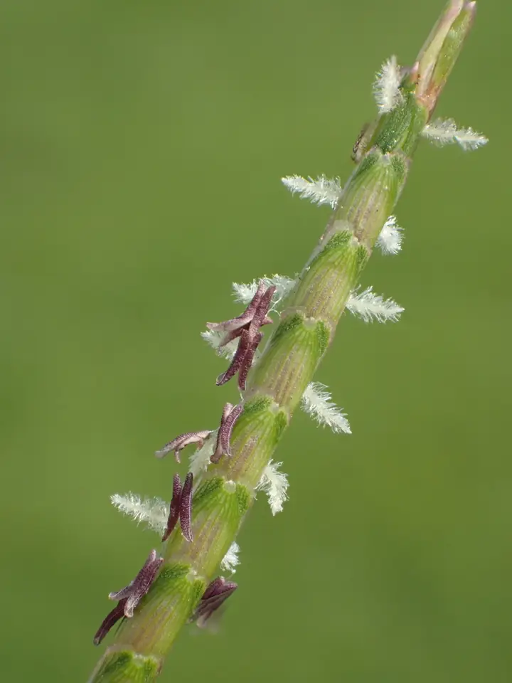 Centipede Grass (Eremochloa ophiuroides)