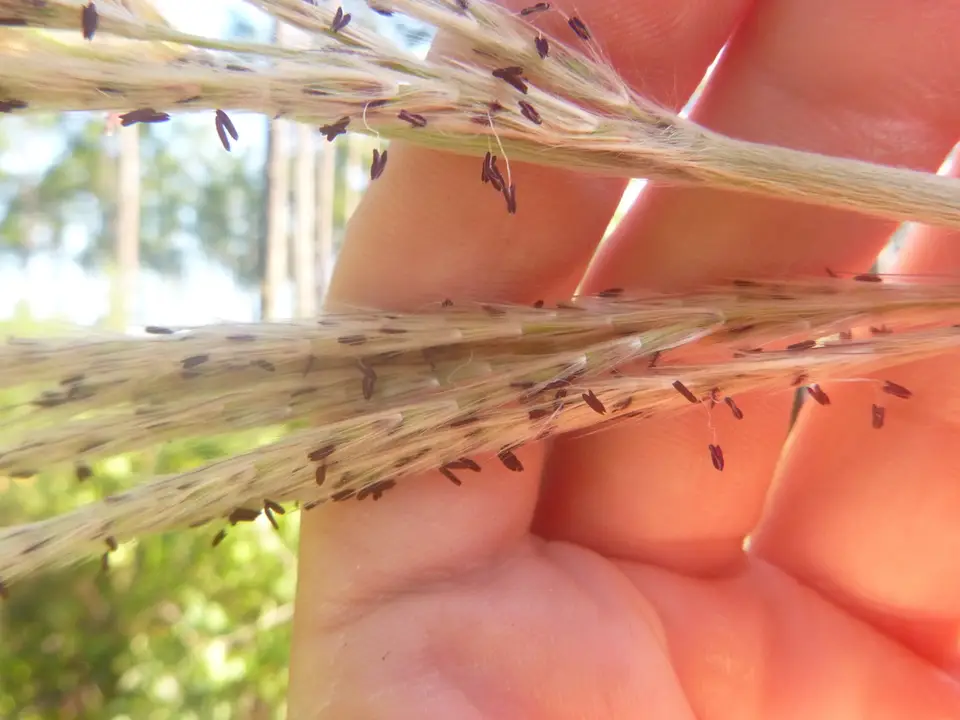 Woolly Beardgrass (Erianthus alopecuroides)