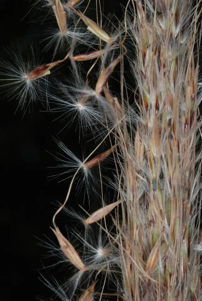 Short-Beard Plumegrass (Erianthus brevibarbis)