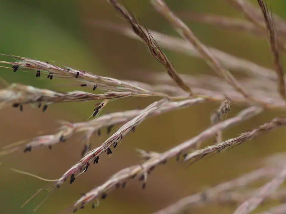 Sugarcane Plumegrass (Erianthus giganteus)