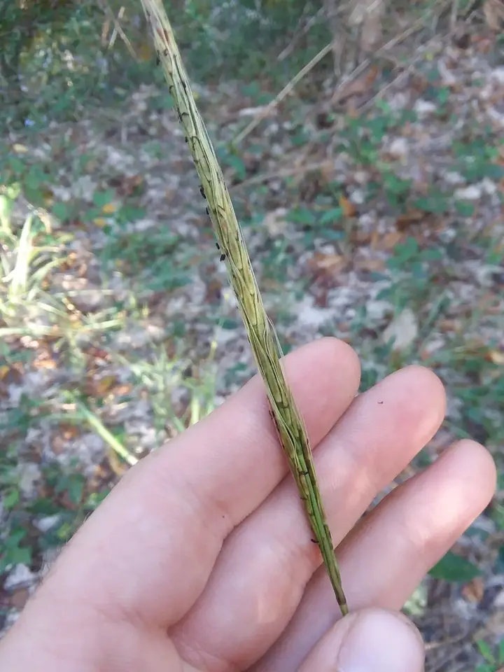 Baldwin's Plumegrass (Erianthus strictus)