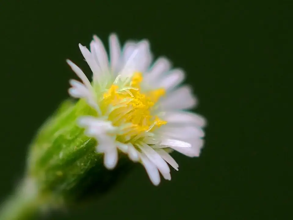 Daisy Fleabane (Erigeron bellioides)
