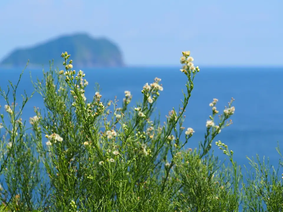 Flax-Leaved Horseweed (Erigeron bonariensis)