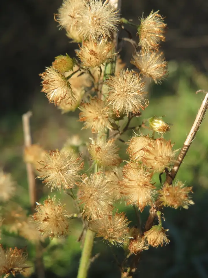 Horseweed (Erigeron canadensis)