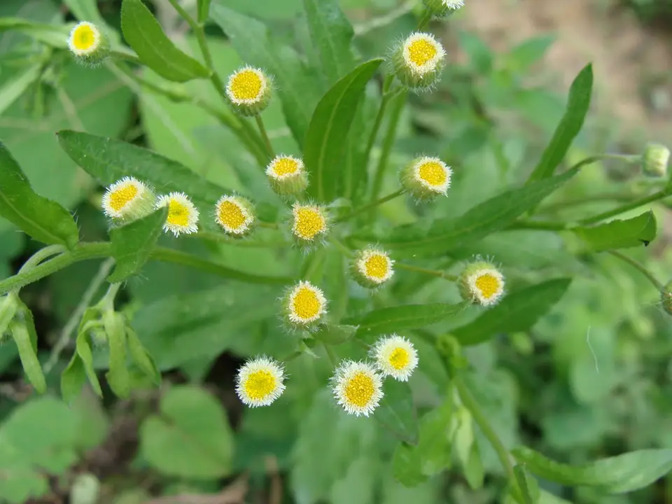 Manzanilla Horseweed (Erigeron laevigatus)