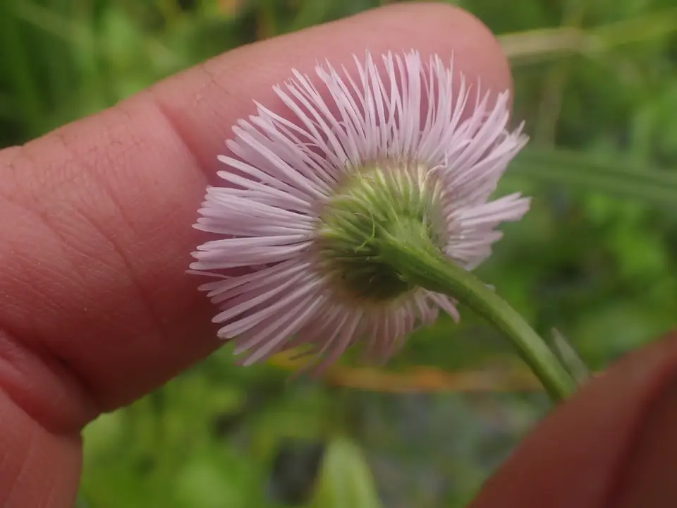 Oakleaf Fleabane (Erigeron philadelphicus)