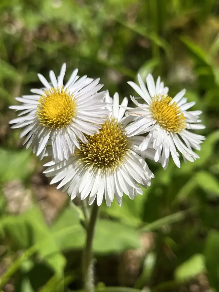 Robin's-Plantain (Erigeron pulchellus)