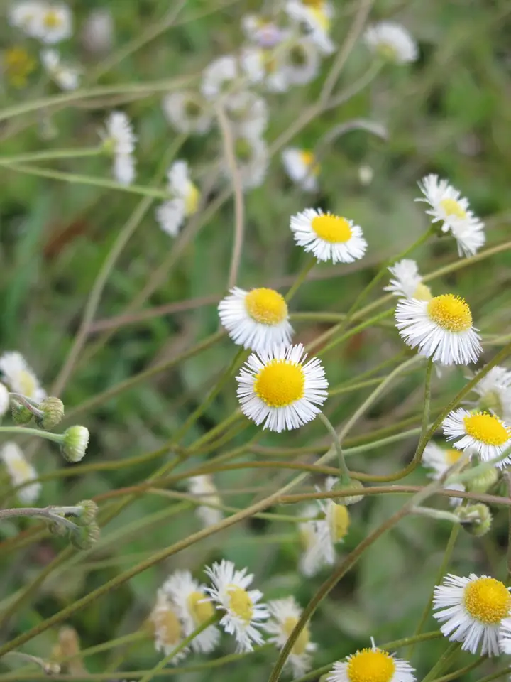Oakleaf Fleabane (Erigeron quercifolius)