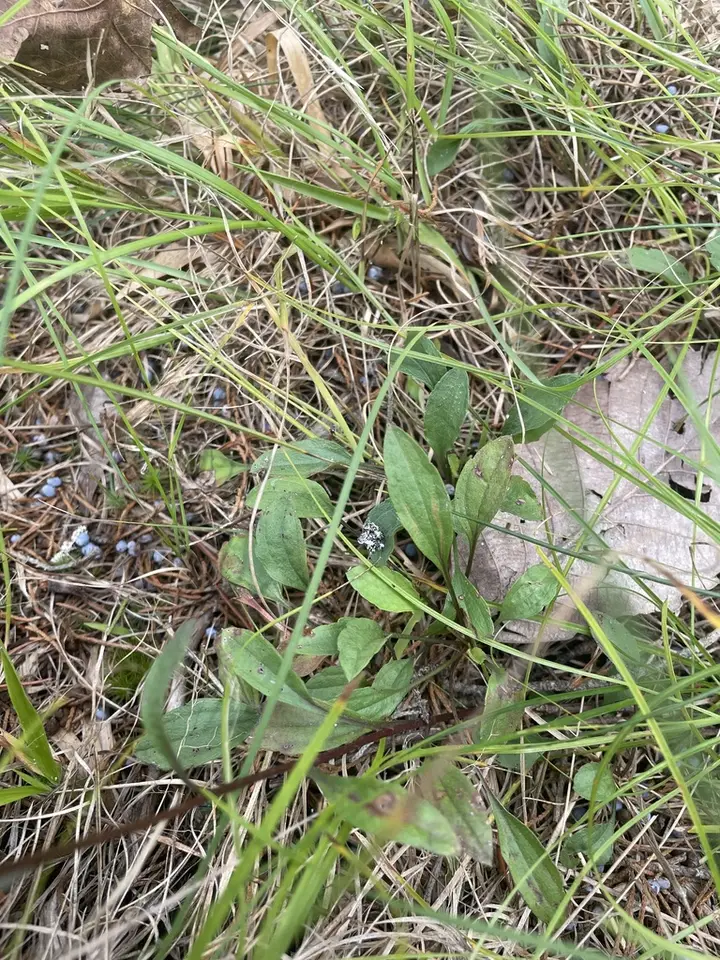 Daisy Fleabane (Erigeron strigosus)