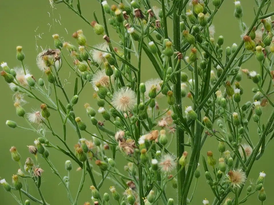 Tropical Horseweed (Erigeron sumatrensis)