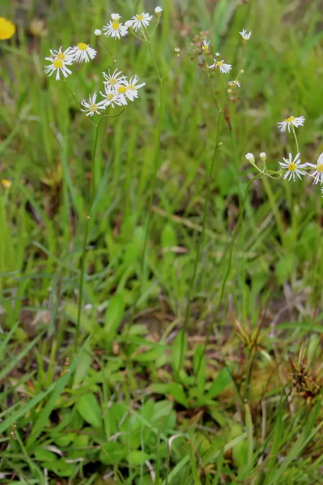 Early Whitetop Fleabane (Erigeron vernus)