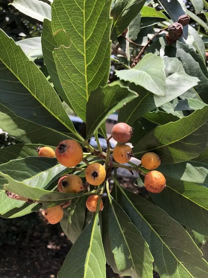 Bronze Loquat (Eriobotrya deflexa)