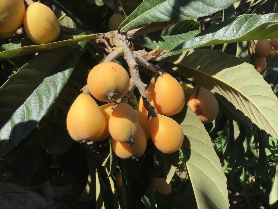 Loquat (Eriobotrya japonica)
