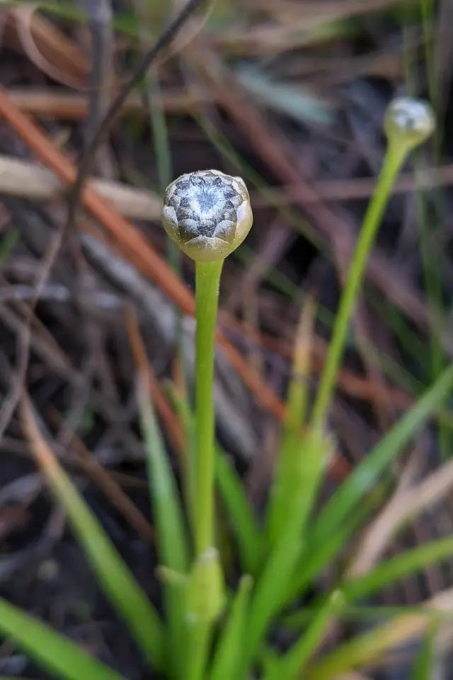 Flattened Pipewort (Eriocaulon compressum)