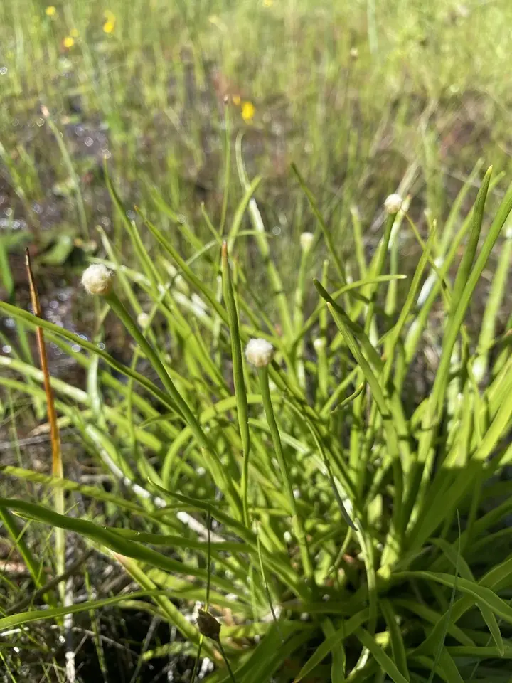 Ten-Angled Pipewort (Eriocaulon decangulare)