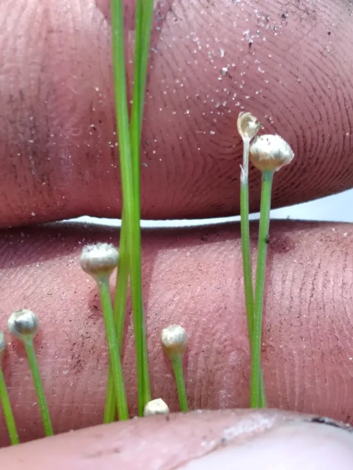 Ravenel's Pipewort (Eriocaulon ravenelii)