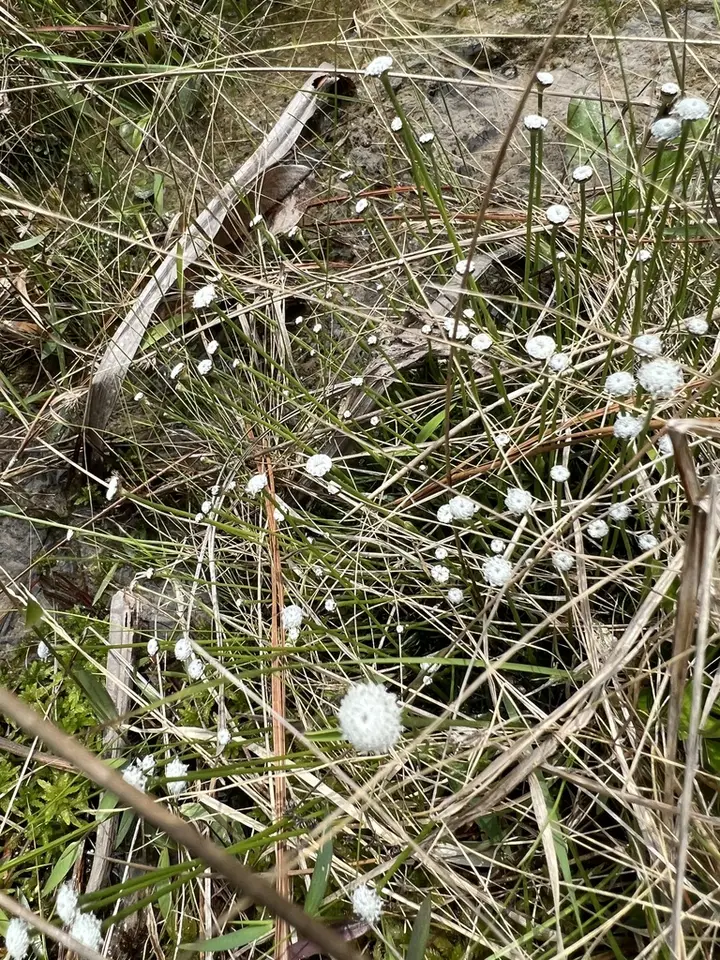 Texas Pipewort (Eriocaulon texense)