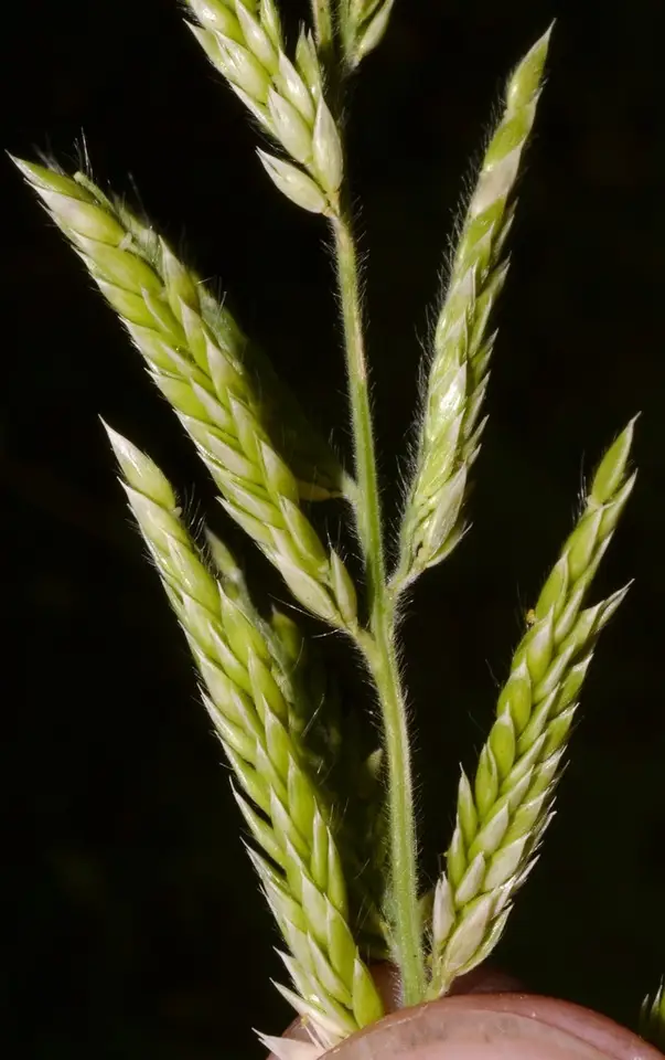Taper-Tip Cup Grass (Eriochloa acuminata)