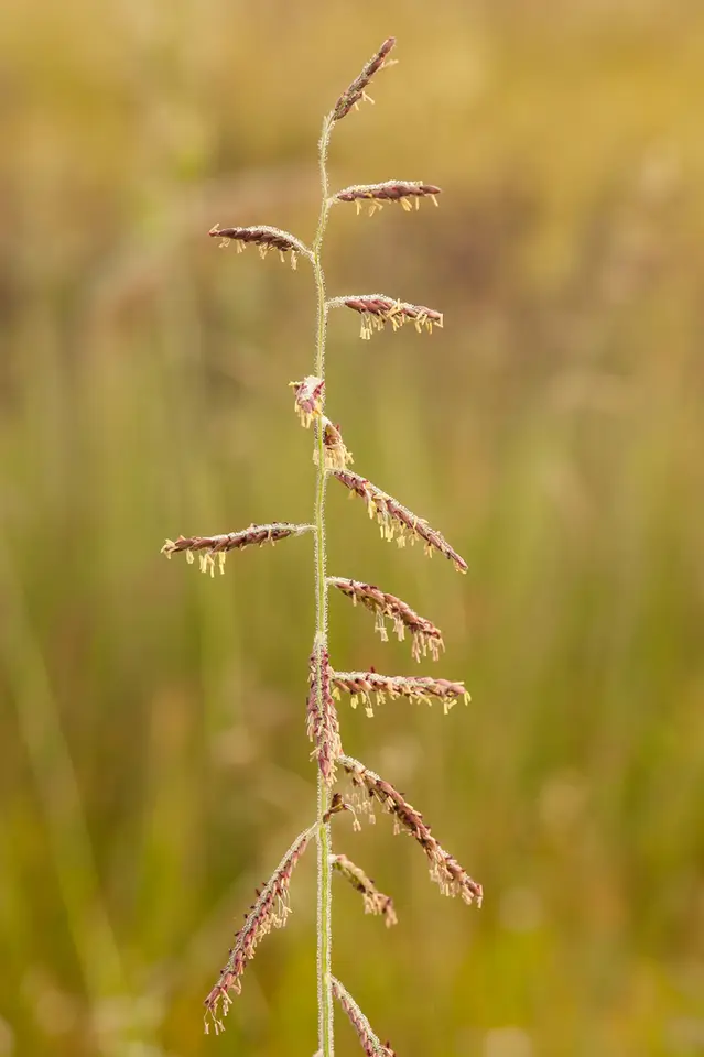 Longleaf Cupgrass (Eriochloa michauxii)