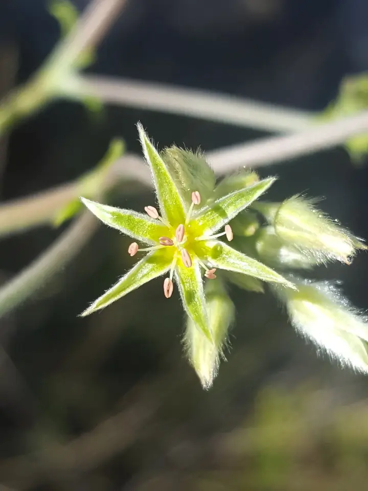 Scrub Buckwheat (Eriogonum floridanum)