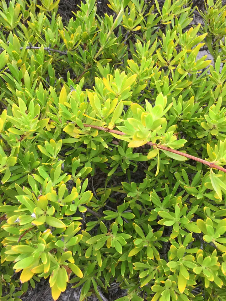 Beach-Creeper (Ernodea littoralis)