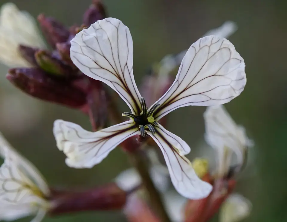 Rocketsalad (Eruca vesicaria)