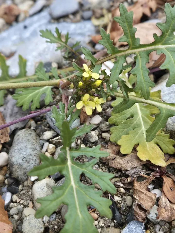 Hairy Rocket (Erucastrum gallicum)