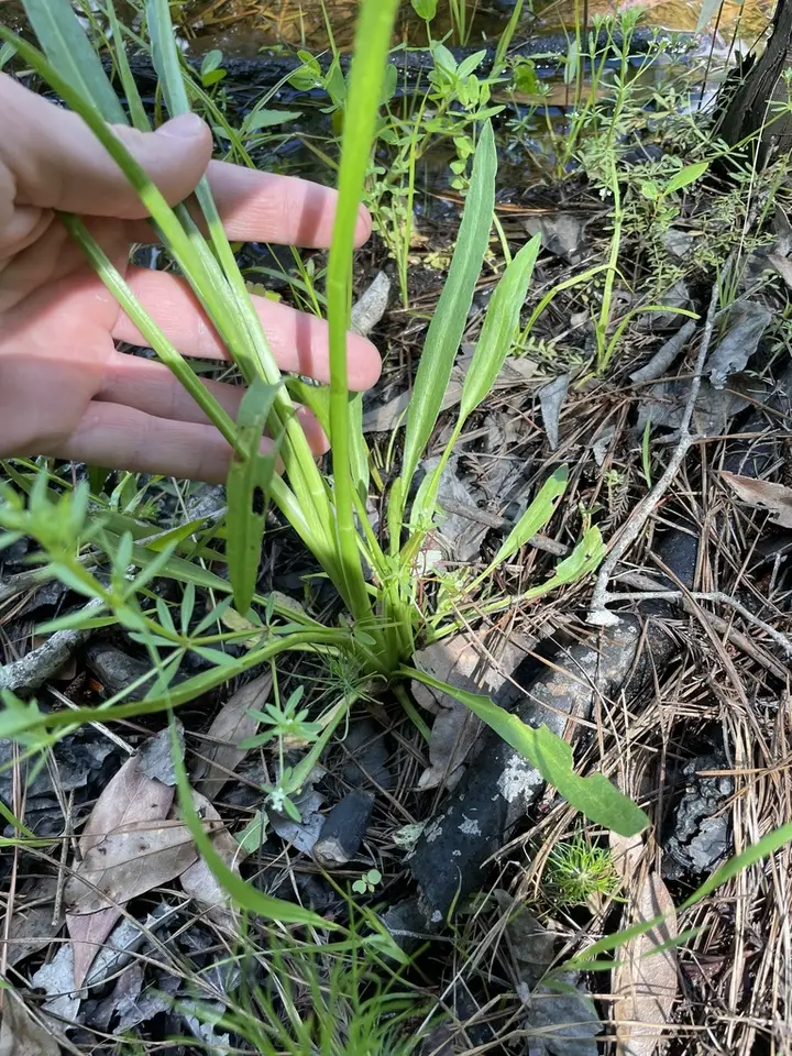 Marsh Rattlesnake Master (Eryngium aquaticum)