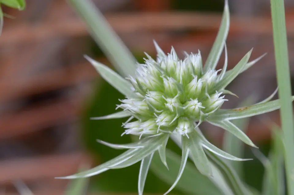 Fragrant Eryngo (Eryngium aromaticum)