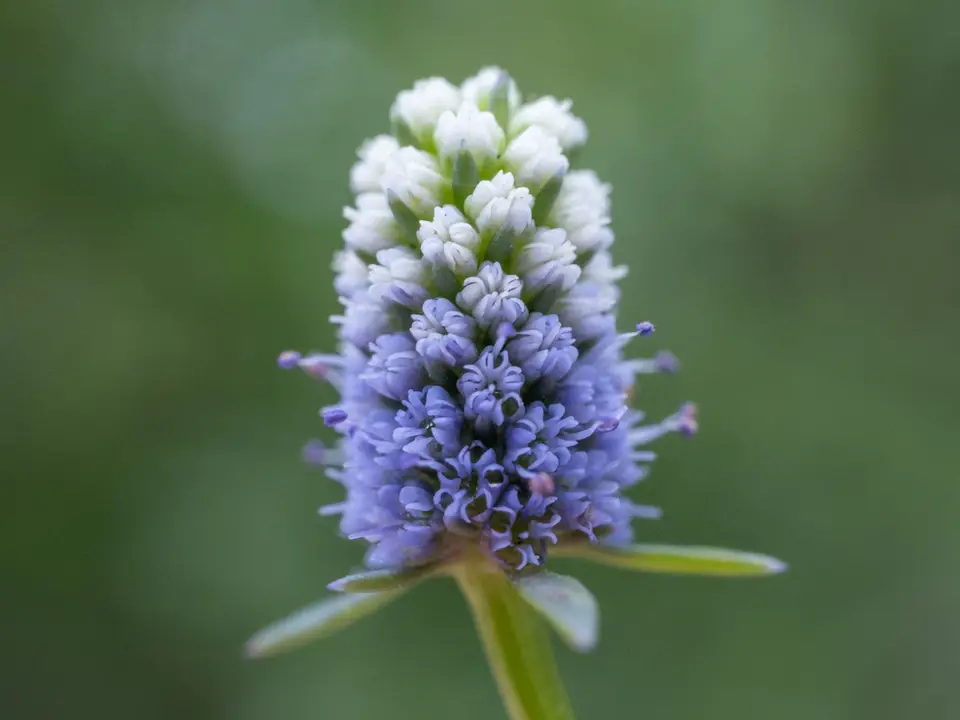 Baldwin's Eryngo (Eryngium baldwinii)