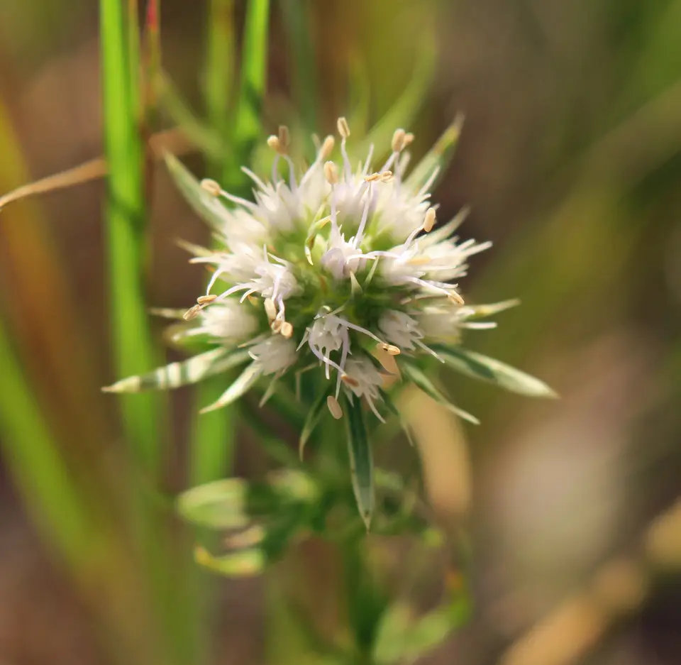 Wedge-Leaved Button-Snakeroot (Eryngium cuneifolium)