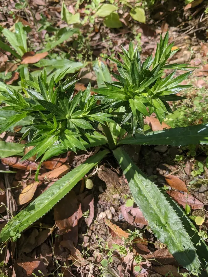 Mexican Culantro (Eryngium foetidum)