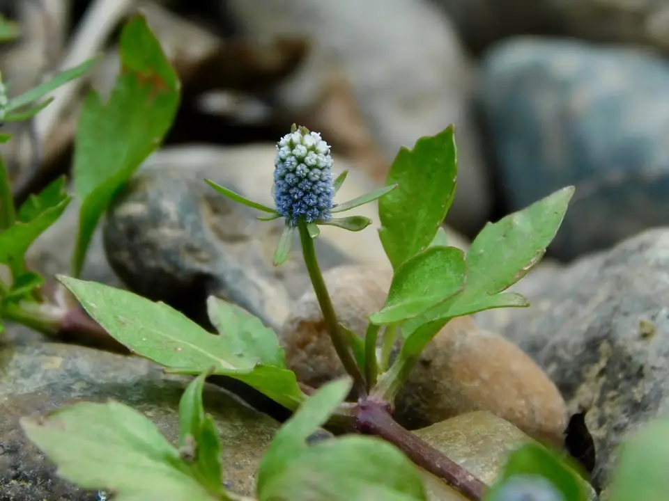 Creeping Eryngo (Eryngium prostratum)
