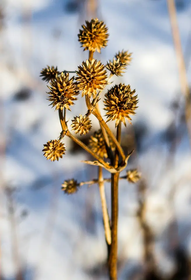 Rattlesnake Master (Eryngium yuccifolium)