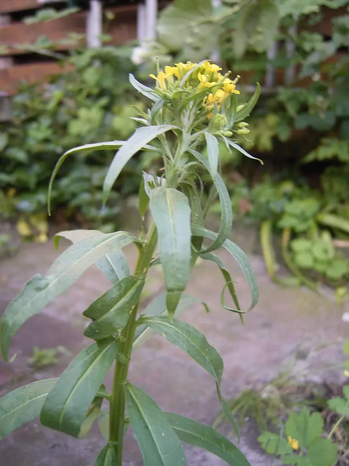 Wormseed Wallflower (Erysimum cheiranthoides)