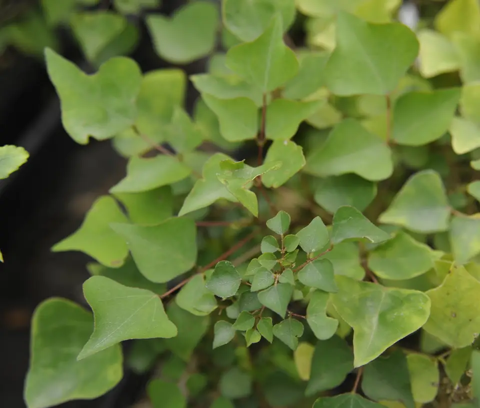 Eastern Coral Bean (Erythrina herbacea)