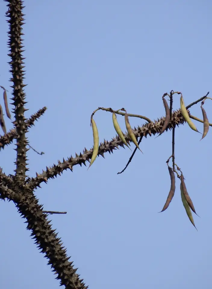 Indian Coral Tree (Erythrina variegata)